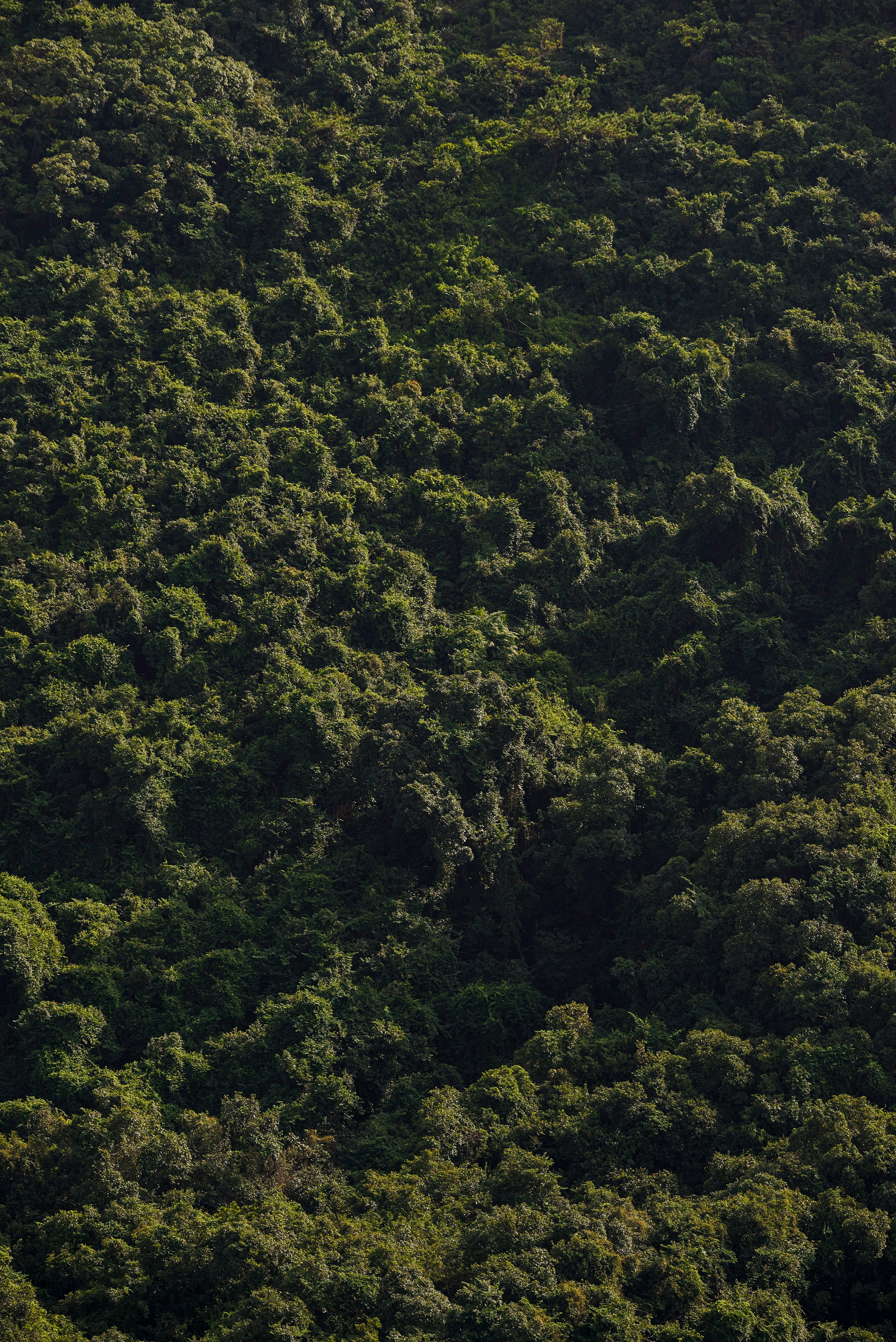 green trees on forest during daytime